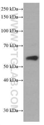 ARL13B Antibody in Western Blot (WB)