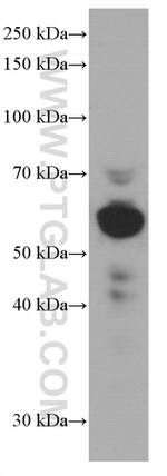 ARL13B Antibody in Western Blot (WB)