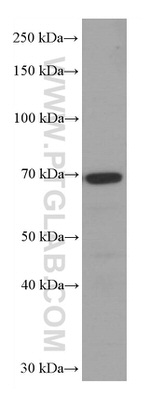 SRF Antibody in Western Blot (WB)