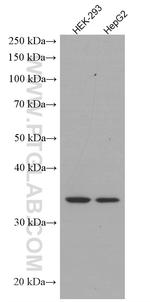 STX3 Antibody in Western Blot (WB)