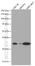 STX3 Antibody in Western Blot (WB)