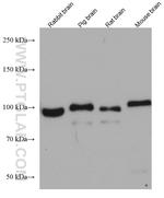 BACH1 Antibody in Western Blot (WB)