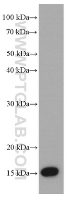 AGR2 Antibody in Western Blot (WB)
