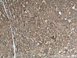 Apolipoprotein A II Antibody in Immunohistochemistry (Paraffin) (IHC (P))