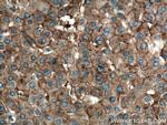 Apolipoprotein A II Antibody in Immunohistochemistry (Paraffin) (IHC (P))