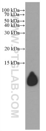 Apolipoprotein A II Antibody in Western Blot (WB)