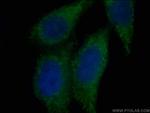 Syntaxin 16 Antibody in Immunocytochemistry (ICC/IF)