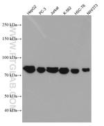 MFN1 Antibody in Western Blot (WB)