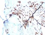 SPARC/Osteonectin Antibody in Immunohistochemistry (Paraffin) (IHC (P))