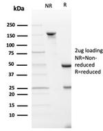 SPARC/Osteonectin Antibody in SDS-PAGE (SDS-PAGE)