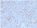 SPARC/Osteonectin Antibody in Immunohistochemistry (Paraffin) (IHC (P))