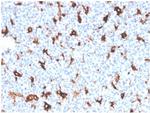 SPARC/Osteonectin Antibody in Immunohistochemistry (Paraffin) (IHC (P))