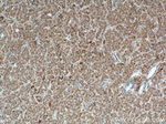 LACTB Antibody in Immunohistochemistry (Paraffin) (IHC (P))