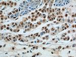 SOX10 Antibody in Immunohistochemistry (Paraffin) (IHC (P))