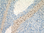 SOX10 Antibody in Immunohistochemistry (Paraffin) (IHC (P))