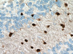 SOX10 Antibody in Immunohistochemistry (Paraffin) (IHC (P))