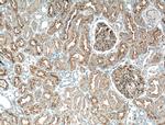 AQP1 Antibody in Immunohistochemistry (Paraffin) (IHC (P))