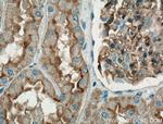 AQP1 Antibody in Immunohistochemistry (Paraffin) (IHC (P))