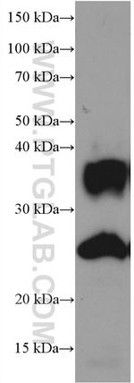 AQP1 Antibody in Western Blot (WB)