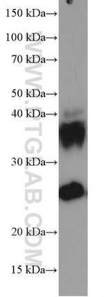 AQP1 Antibody in Western Blot (WB)