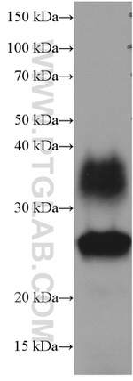 AQP1 Antibody in Western Blot (WB)