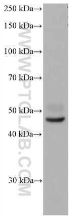 YY2 Antibody in Western Blot (WB)