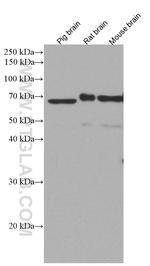 TDRKH Antibody in Western Blot (WB)