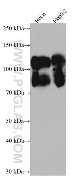 CD98/SLC3A2 Antibody in Western Blot (WB)