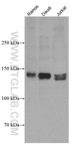 NFATC2 Antibody in Western Blot (WB)