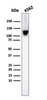 CD43 (T-Cell Marker) Antibody in Western Blot (WB)