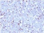 CD43 Antibody in Immunohistochemistry (Paraffin) (IHC (P))