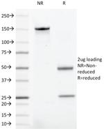 CD43 Antibody in SDS-PAGE (SDS-PAGE)