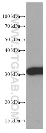 14-3-3E Antibody in Western Blot (WB)