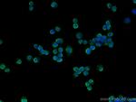 BLNK Antibody in Immunocytochemistry (ICC/IF)