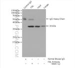 FBL Antibody in Immunoprecipitation (IP)
