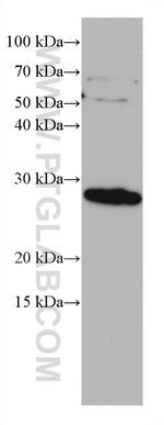 Endothelin 1 Antibody in Western Blot (WB)