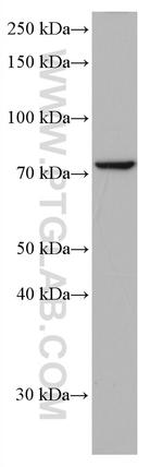 Frizzled 9 Antibody in Western Blot (WB)