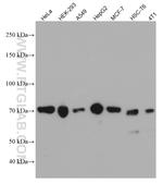 PRC1 Antibody in Western Blot (WB)