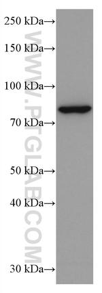 PLCD1 Antibody in Western Blot (WB)