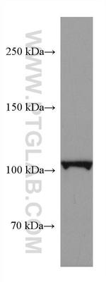 CNTN2 Antibody in Western Blot (WB)