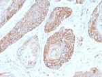 Spectrin beta III (SPTBN2) Antibody in Immunohistochemistry (Paraffin) (IHC (P))