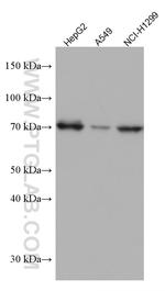 TCF3 Antibody in Western Blot (WB)