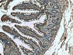 DEFA1 Antibody in Immunohistochemistry (Paraffin) (IHC (P))