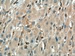 Cytohesin 2 Antibody in Immunohistochemistry (Paraffin) (IHC (P))