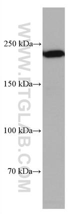 MYH10 Antibody in Western Blot (WB)