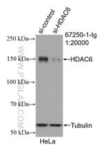 HDAC6 Antibody in Western Blot (WB)