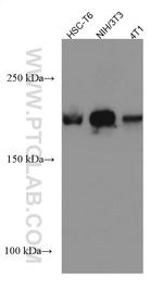 DOCK1 Antibody in Western Blot (WB)