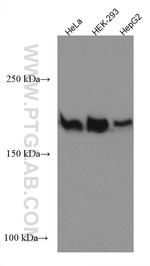 DOCK1 Antibody in Western Blot (WB)