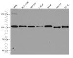 NHE1 Antibody in Western Blot (WB)