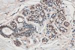 ARID4B Antibody in Immunohistochemistry (Paraffin) (IHC (P))